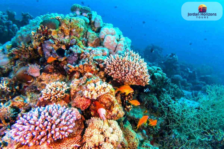 Plongée à Aqaba : plongées faciles et de qualité, depuis la plage